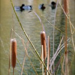 Cat tails ducks (Suzy Calderon-Crabtree)