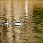 Ducks on Lions Lake - Suzy Calderon-Crabtree