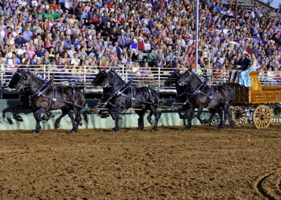 Draft Horse Classic Action