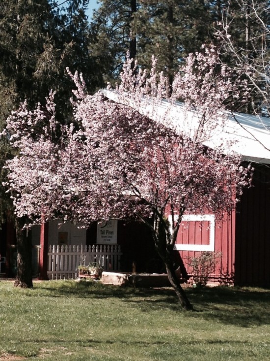 Blooming Tree (march 2014)