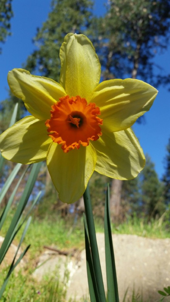 Daffodil (Tony) - February 2015
