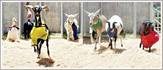Gascar crazy animal races 3