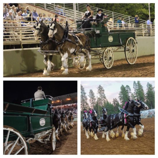 collage of draft horses (photography by David Wong)