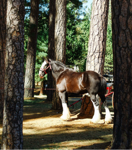 draft-horse-in-the-trees-lenkalandphoto