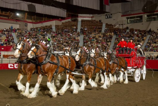 cal-crush-clydesdales-grand-national-rodeo